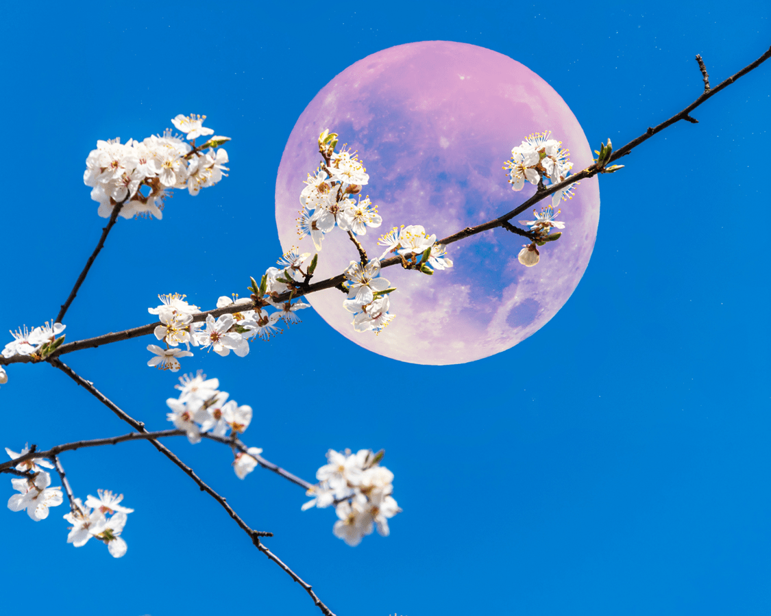pink moon